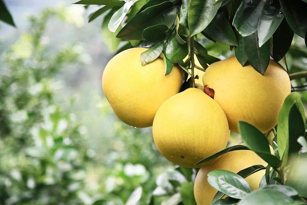 今年广东梅州柚子情况如何？